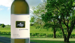 72-paracombe-sauv