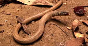 Our Mascot: The Adelaide Snake Lizard - The Adelaide Show Podcast