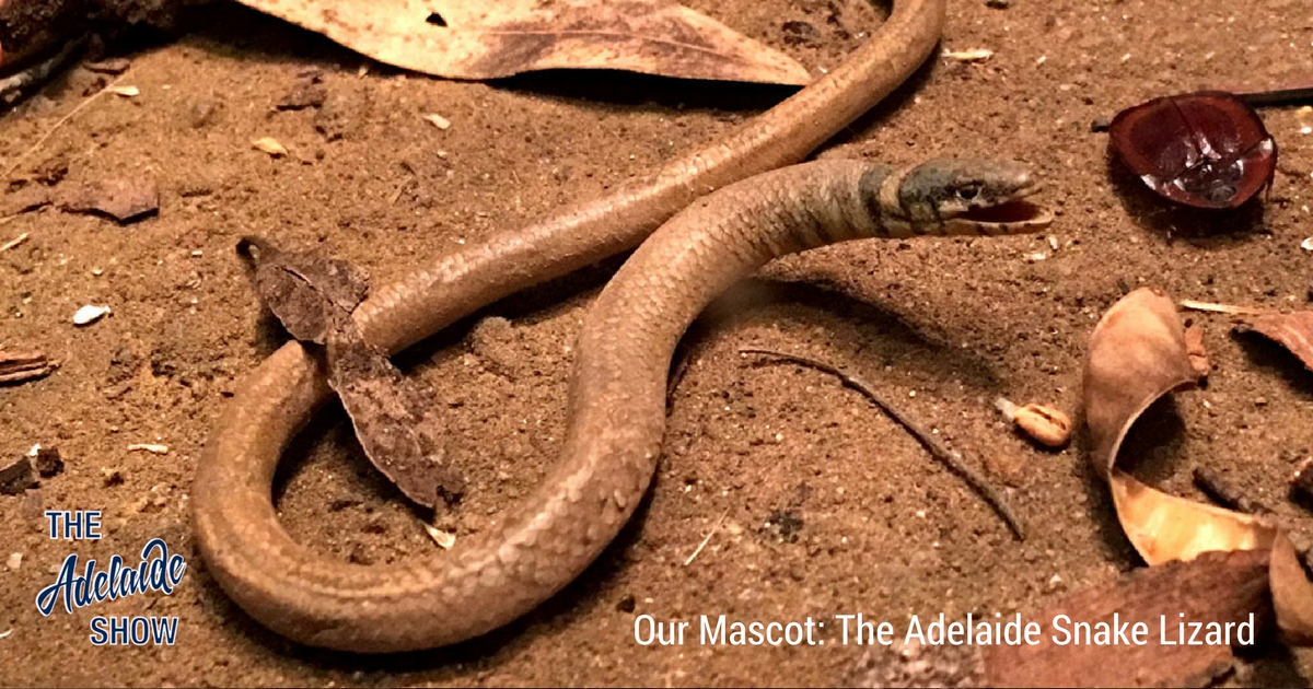 Our Mascot: The Adelaide Snake Lizard - The Adelaide Show Podcast