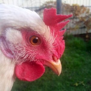 Crazy Chicken Nerd - Review by The Adelaide Show Podcast