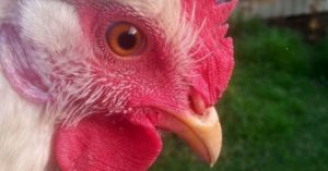 Crazy Chicken Nerd - Review by The Adelaide Show Podcast