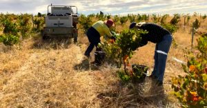 Small Winemaker, Big Wines - The Adelaide Show Ballycroft episode