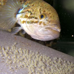 Southern Purple Spotted Gudgeon - Urrbrae Agricultural High School - The Adelaide Show Podcast