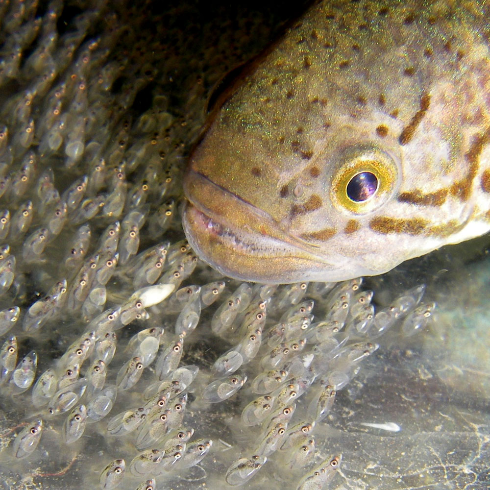 Southern Purple Spotted Gudgeon - Urrbrae Agricultural High School - The Adelaide Show Podcast
