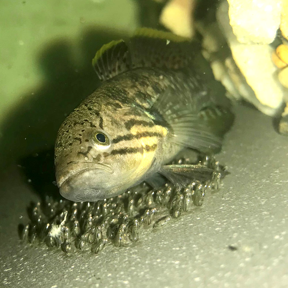 Southern Purple Spotted Gudgeon - Urrbrae Agricultural High School - The Adelaide Show Podcast