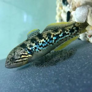 Southern Purple Spotted Gudgeon - Urrbrae Agricultural High School - The Adelaide Show Podcast