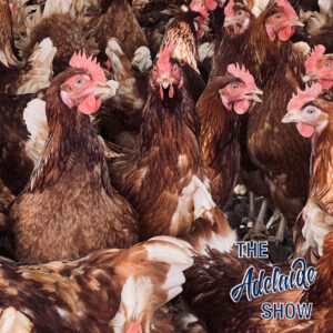 350 - Eggs in a Days work | The Adelaide Show Podcast