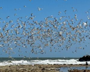 Johanna crouched down to collect a specimen on Glenelg Beach while gulls flock overhead